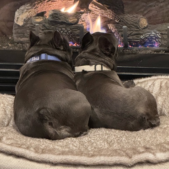 luv4frenchies